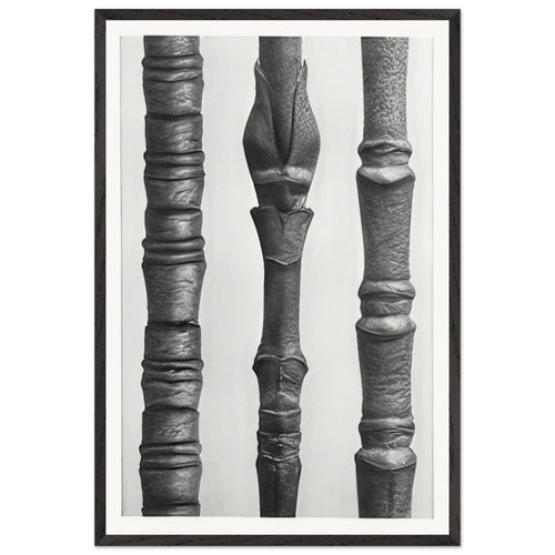 Art Forms in Nature 15 by Karl Blossfeldt, framed poster