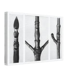 Art Forms in Nature 16 by Karl Blossfeldt, canvas, view 2
