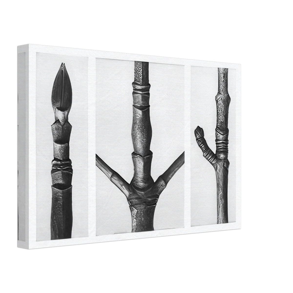 Art Forms in Nature 16 by Karl Blossfeldt, canvas, view 2