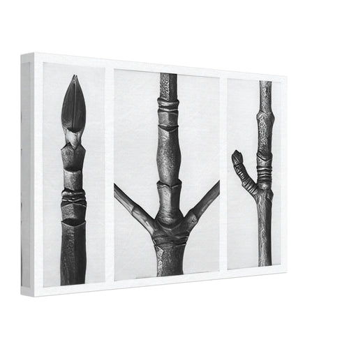 Art Forms in Nature 16 by Karl Blossfeldt, canvas, view 2