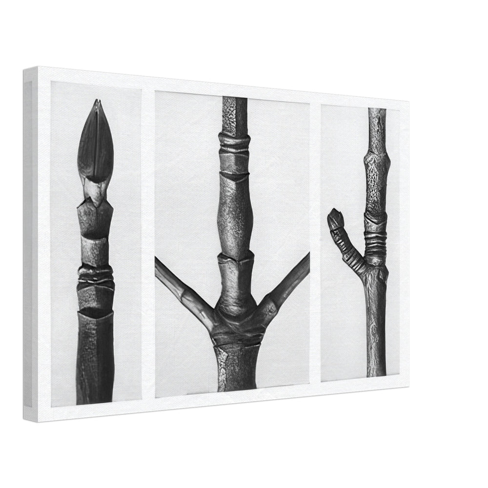 Art Forms in Nature 16 by Karl Blossfeldt, canvas