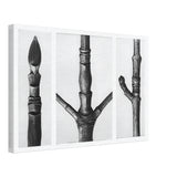 Art Forms in Nature 16 by Karl Blossfeldt, canvas