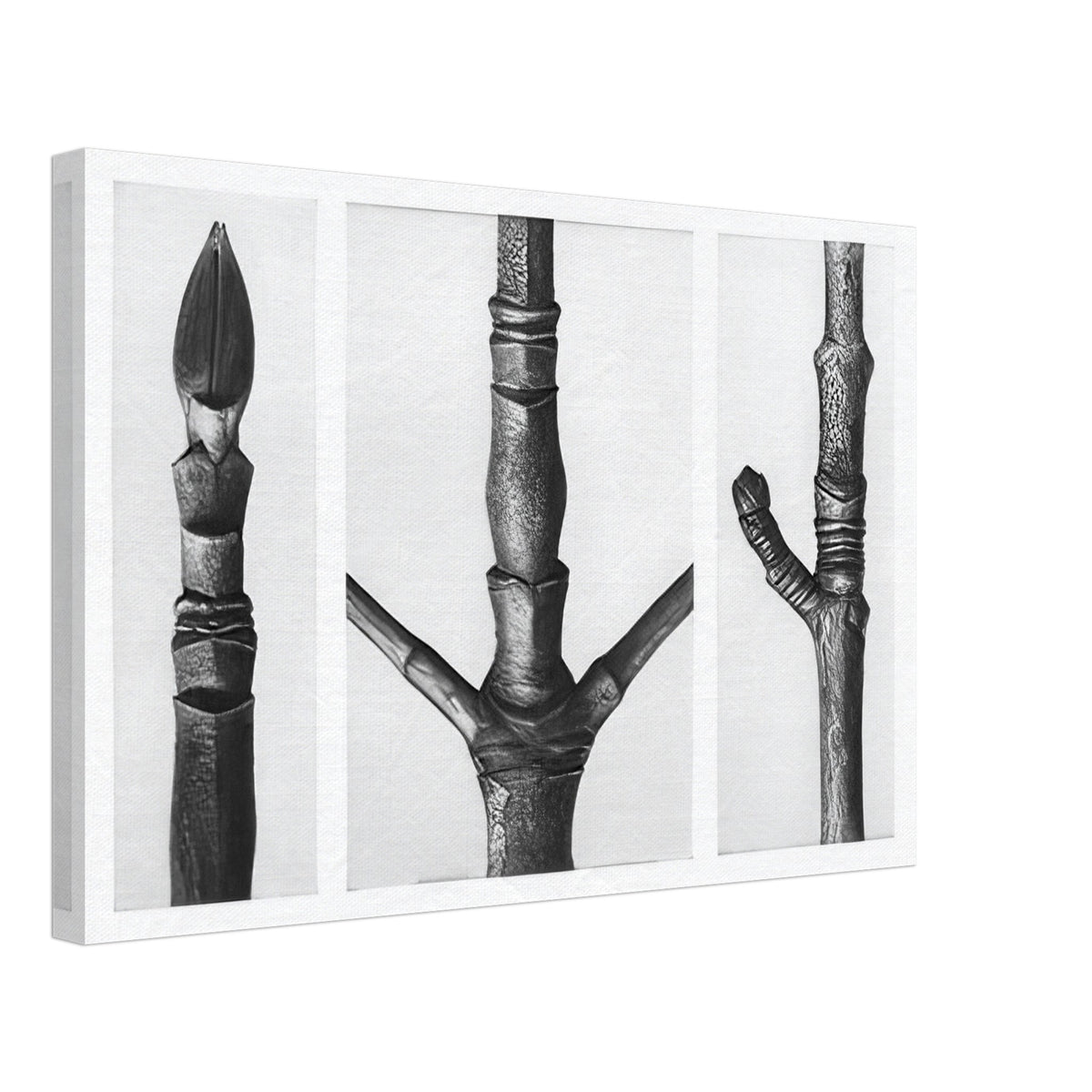 Art Forms in Nature 16 by Karl Blossfeldt, canvas