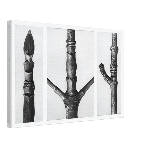 Art Forms in Nature 16 by Karl Blossfeldt, canvas