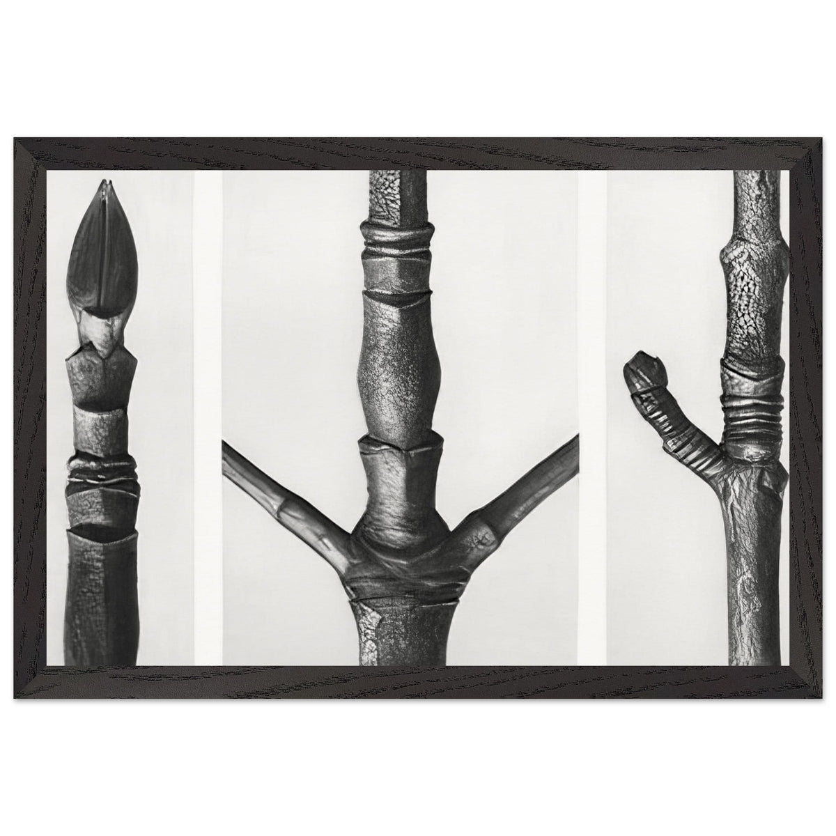 Art Forms in Nature 16 by Karl Blossfeldt, framed poster, view 2