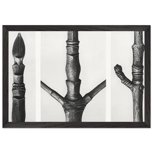 Art Forms in Nature 16 by Karl Blossfeldt, framed poster, view 2