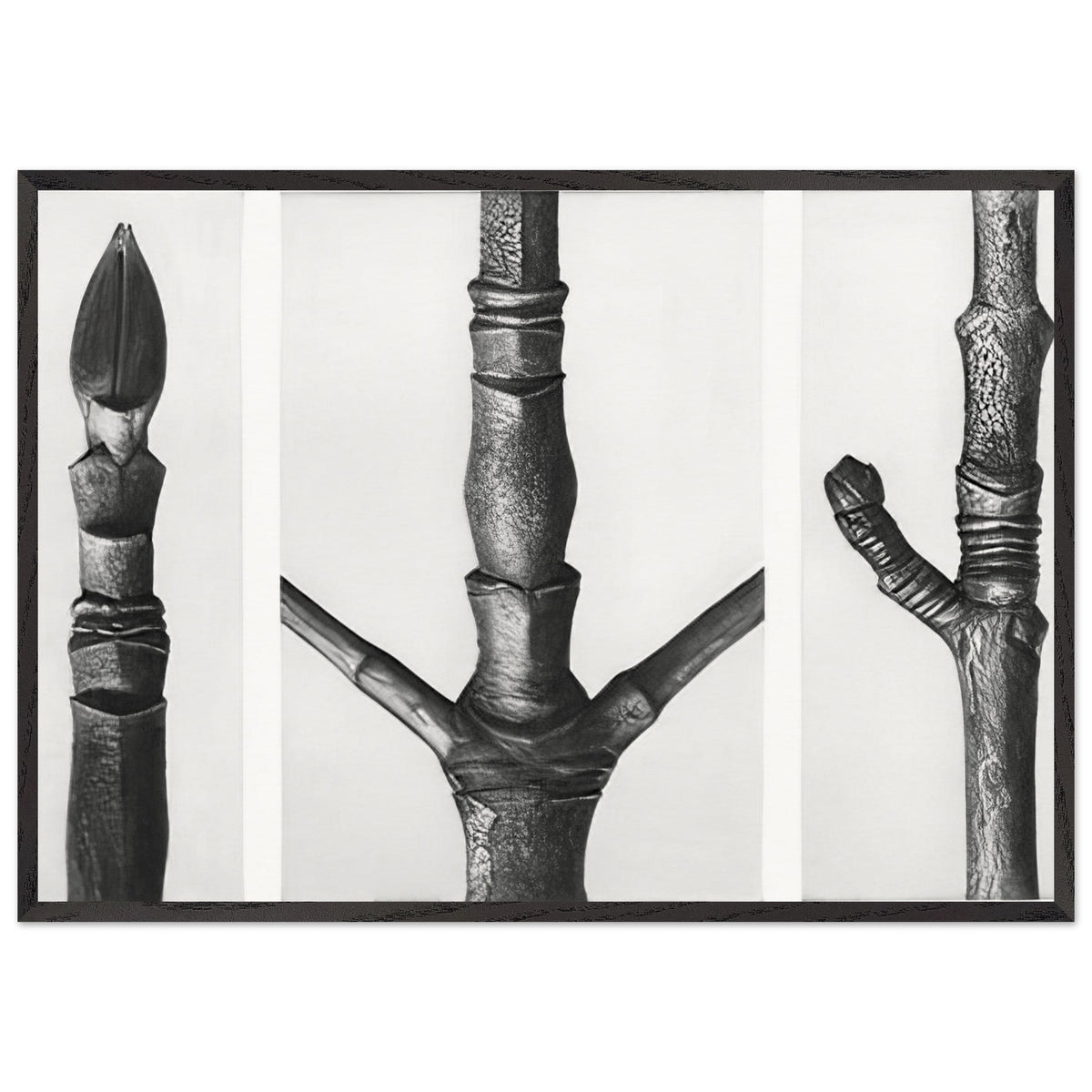 Art Forms in Nature 16 by Karl Blossfeldt, framed poster, view 3