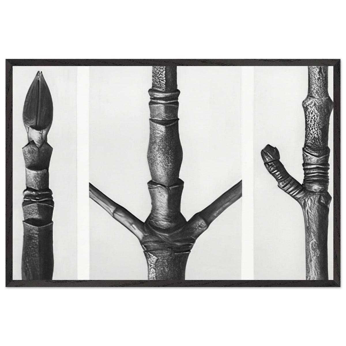 Art Forms in Nature 16 by Karl Blossfeldt, framed poster