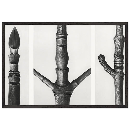 Art Forms in Nature 16 by Karl Blossfeldt, framed poster