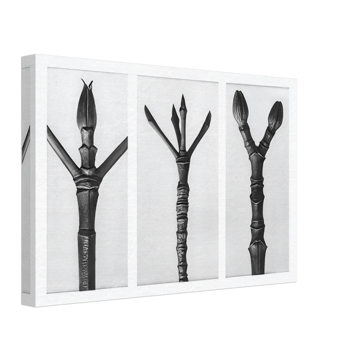Art Forms in Nature 17 by Karl Blossfeldt, canvas, view 2