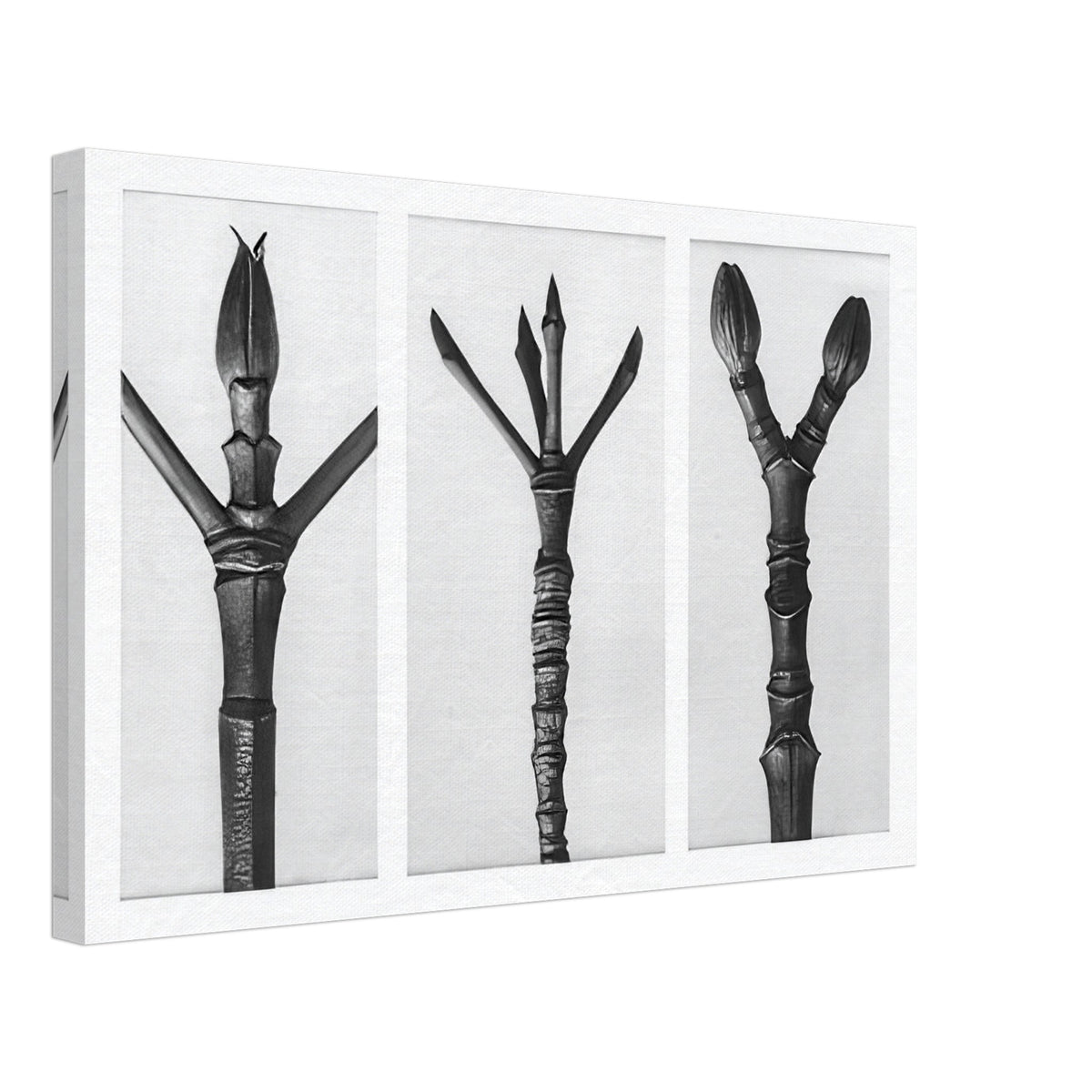 Art Forms in Nature 17 by Karl Blossfeldt, canvas
