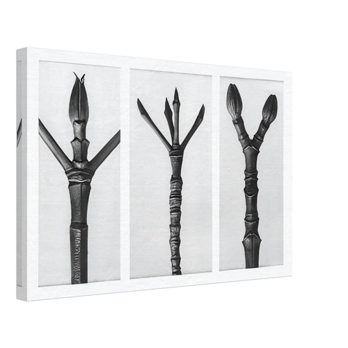 Art Forms in Nature 17 by Karl Blossfeldt, canvas
