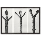 Art Forms in Nature 17 by Karl Blossfeldt, framed poster, view 2