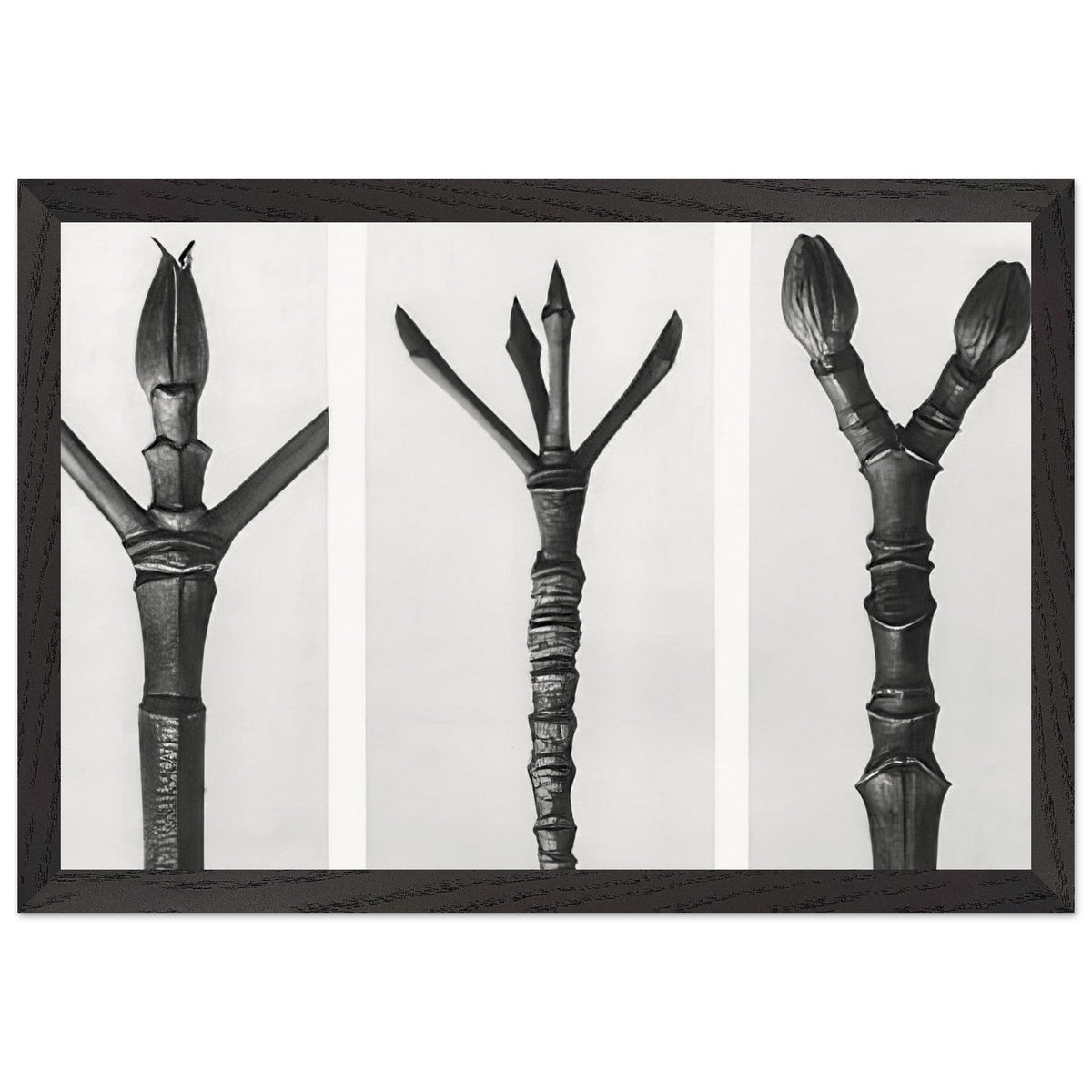 Art Forms in Nature 17 by Karl Blossfeldt, framed poster, view 2