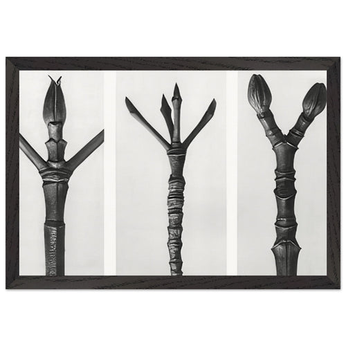 Art Forms in Nature 17 by Karl Blossfeldt, framed poster, view 2