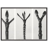 Art Forms in Nature 17 by Karl Blossfeldt, framed poster, view 3
