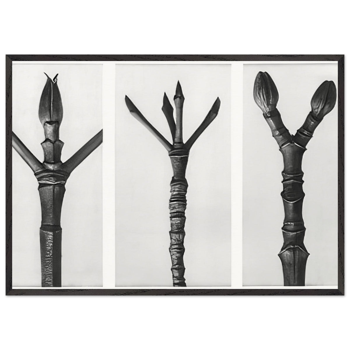 Art Forms in Nature 17 by Karl Blossfeldt, framed poster, view 3