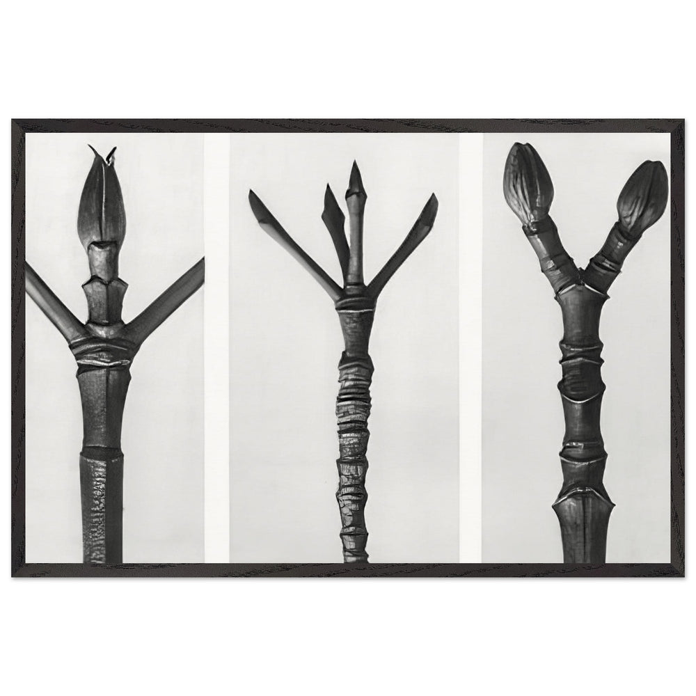 Art Forms in Nature 17 by Karl Blossfeldt, framed poster