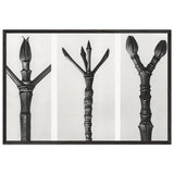 Art Forms in Nature 17 by Karl Blossfeldt, framed poster
