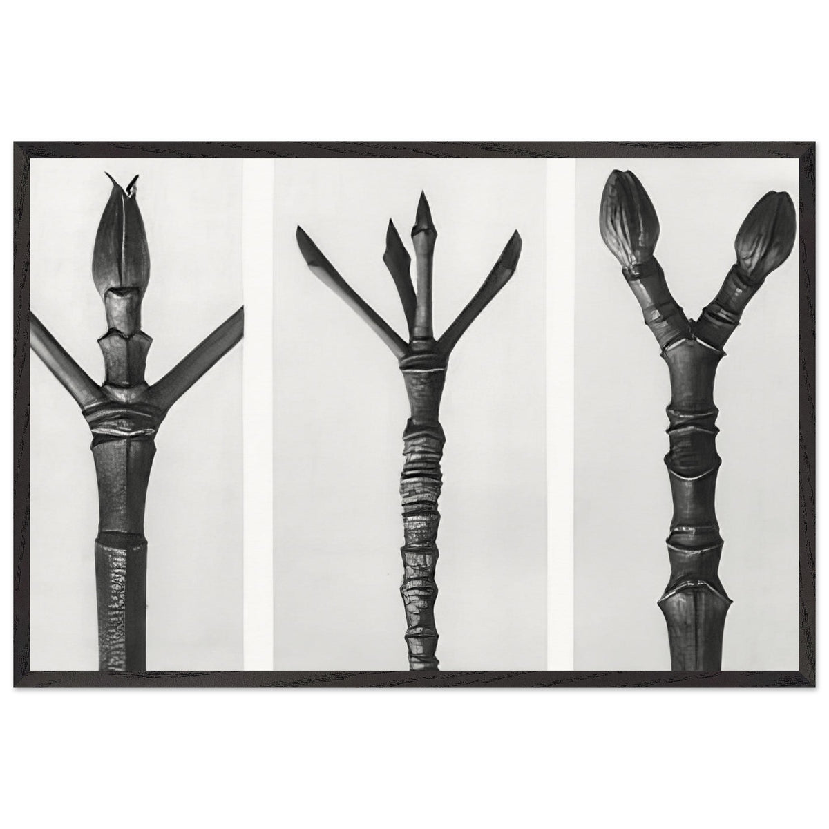 Art Forms in Nature 17 by Karl Blossfeldt, framed poster