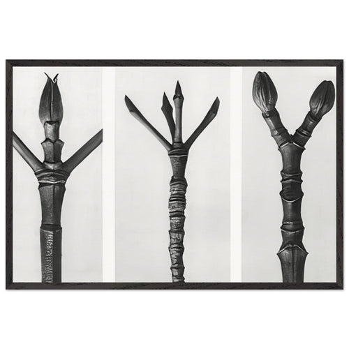 Art Forms in Nature 17 by Karl Blossfeldt, framed poster