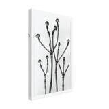 Art Forms in Nature 18 by Karl Blossfeldt, canvas, view 2