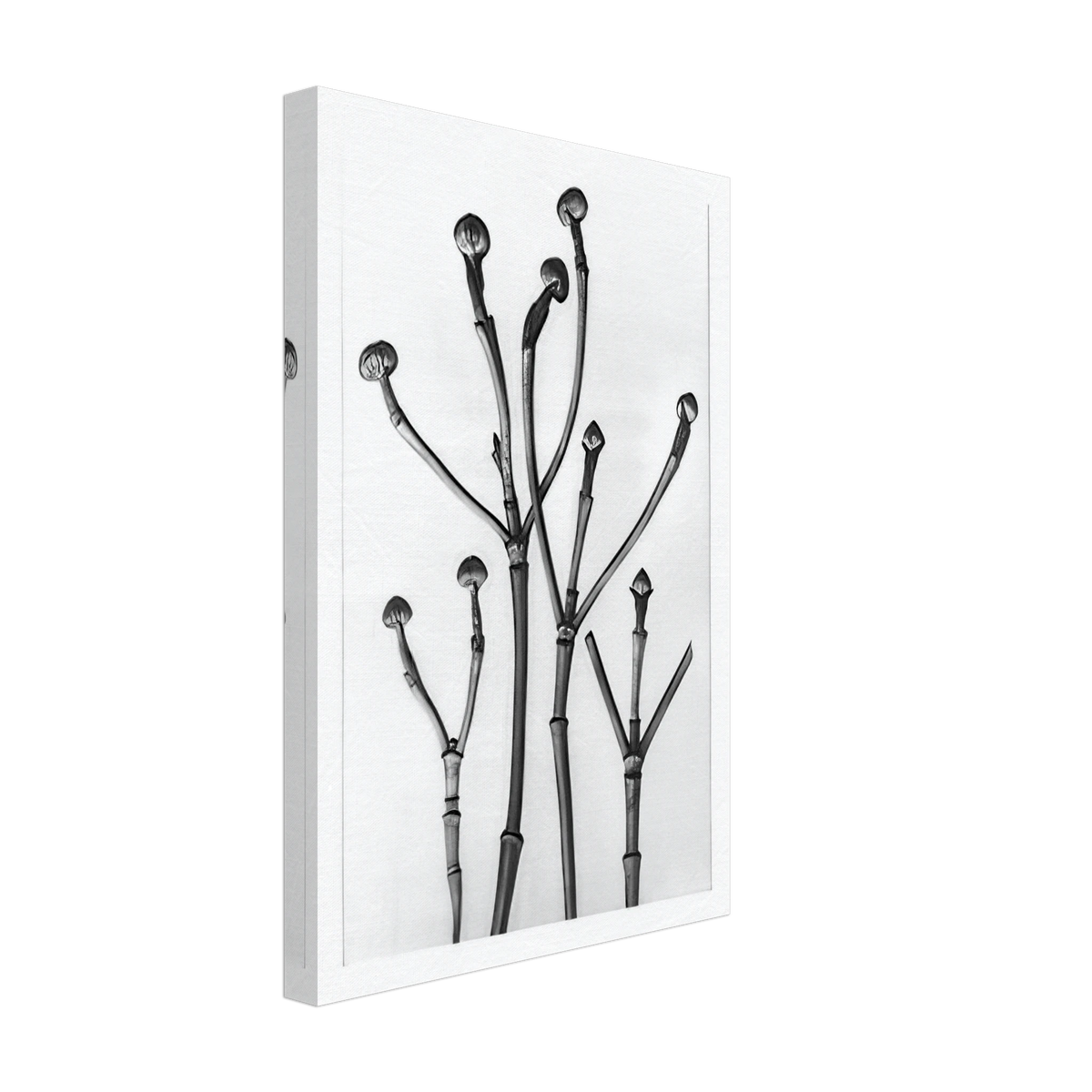 Art Forms in Nature 18 by Karl Blossfeldt, canvas, view 2