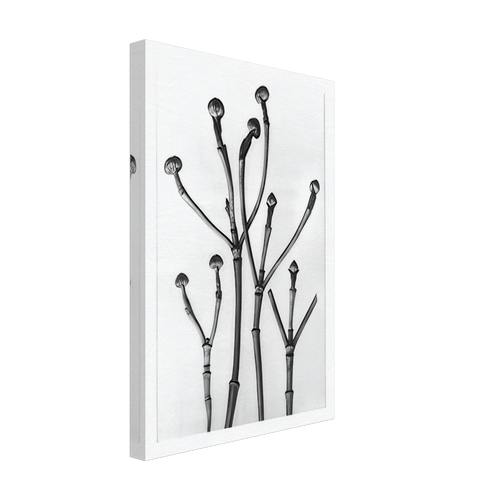 Art Forms in Nature 18 by Karl Blossfeldt, canvas, view 2