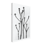 Art Forms in Nature 18 by Karl Blossfeldt, canvas