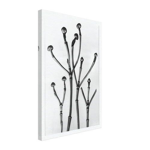Art Forms in Nature 18 by Karl Blossfeldt, canvas