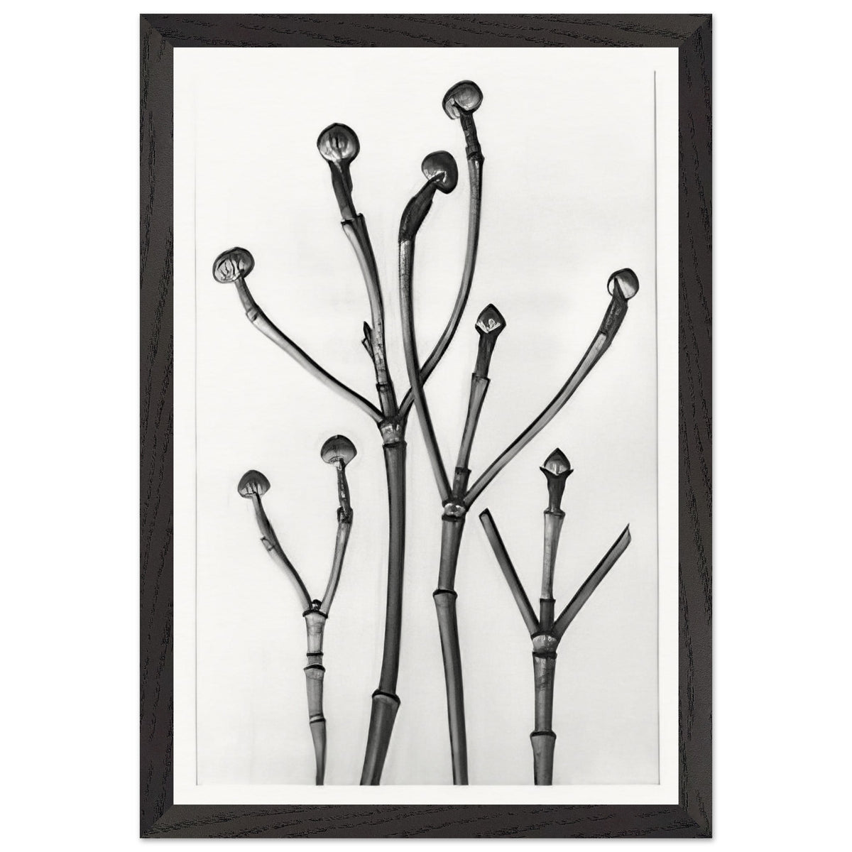 Art Forms in Nature 18 by Karl Blossfeldt, framed poster, view 2