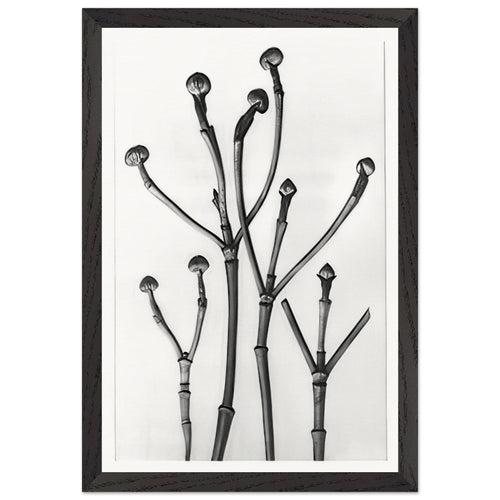 Art Forms in Nature 18 by Karl Blossfeldt, framed poster, view 2