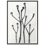 Art Forms in Nature 18 by Karl Blossfeldt, framed poster, view 3