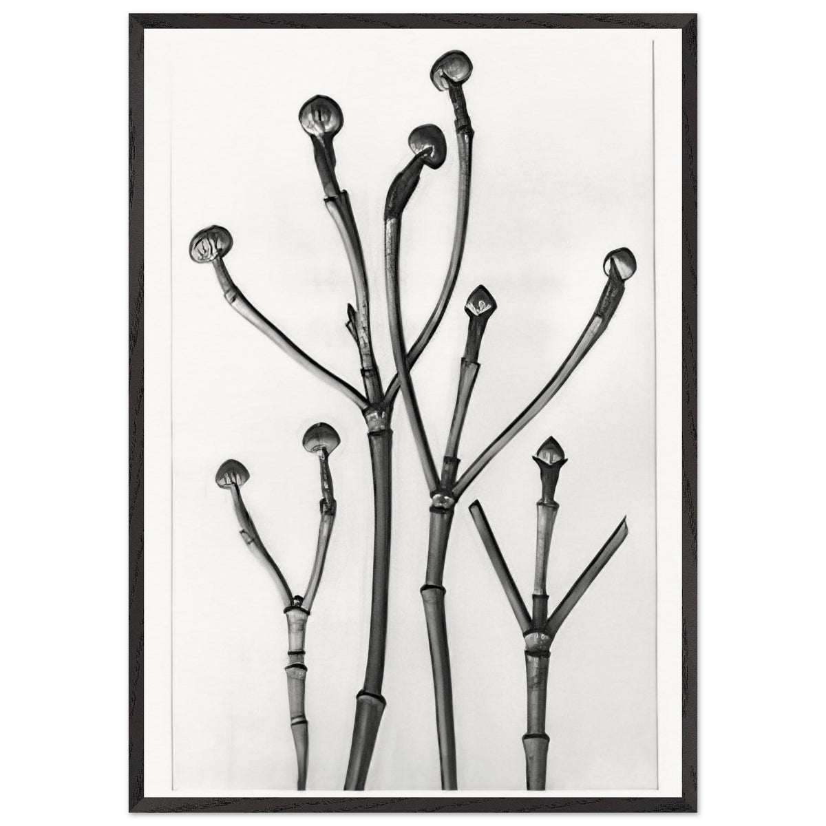 Art Forms in Nature 18 by Karl Blossfeldt, framed poster, view 3