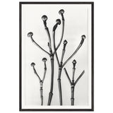 Art Forms in Nature 18 by Karl Blossfeldt, framed poster
