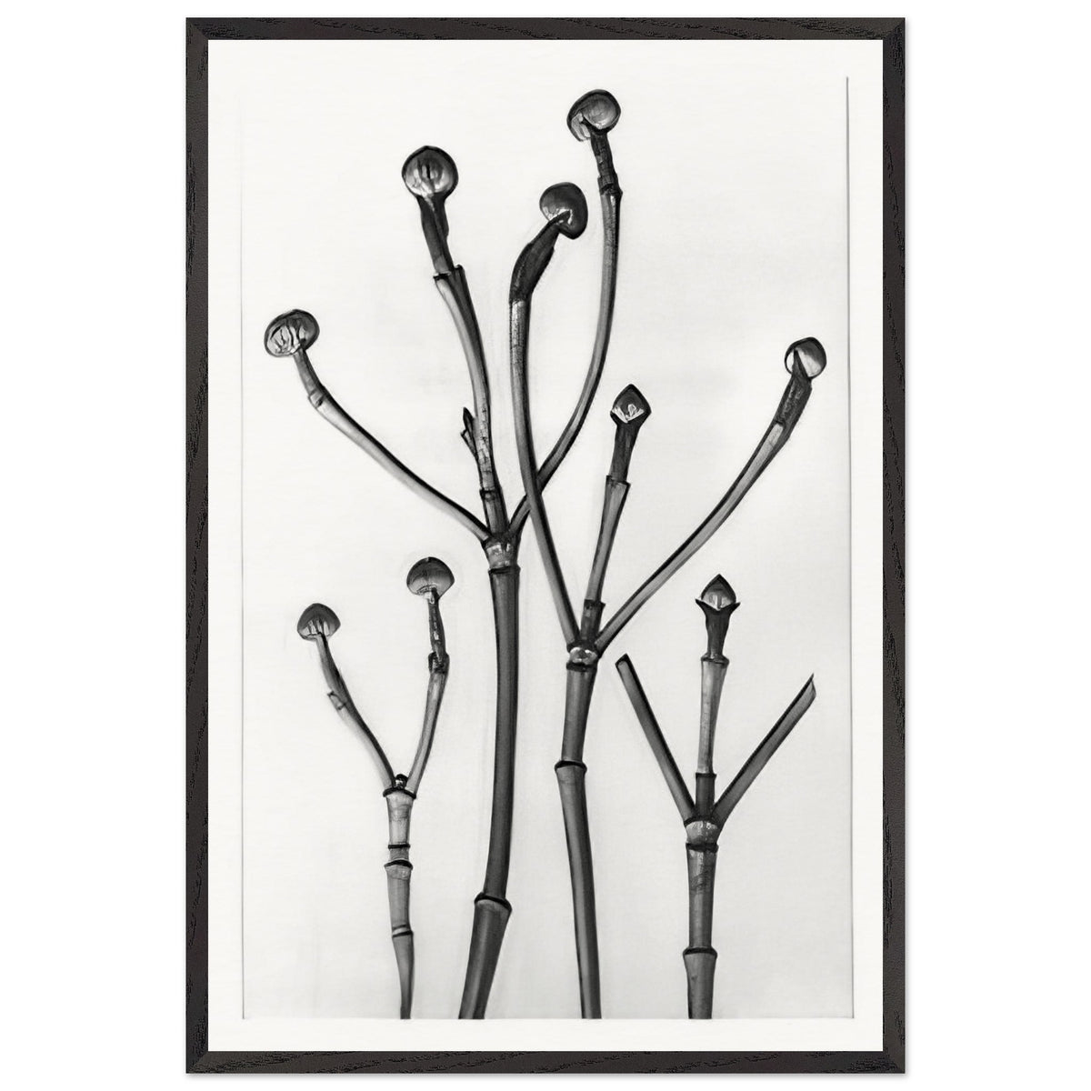 Art Forms in Nature 18 by Karl Blossfeldt, framed poster