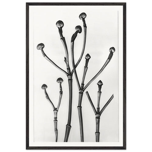 Art Forms in Nature 18 by Karl Blossfeldt, framed poster