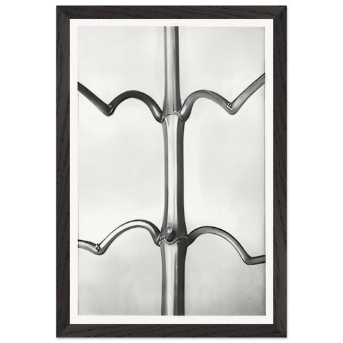 Art Forms in Nature 19 by Karl Blossfeldt, framed poster, view 2