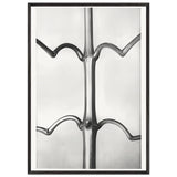 Art Forms in Nature 19 by Karl Blossfeldt, framed poster, view 3