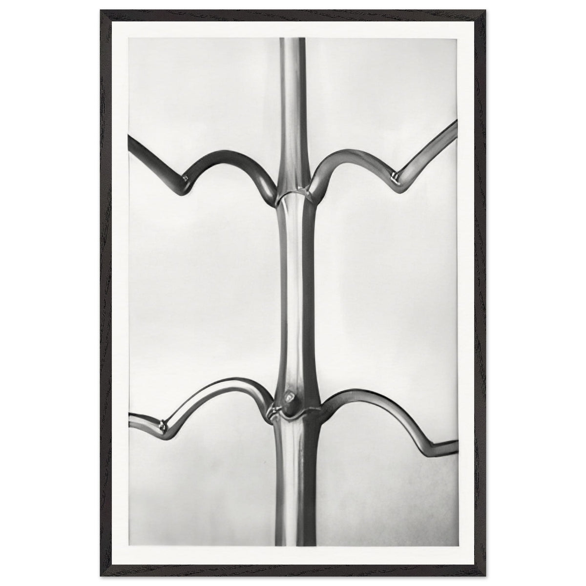 Art Forms in Nature 19 by Karl Blossfeldt, framed poster