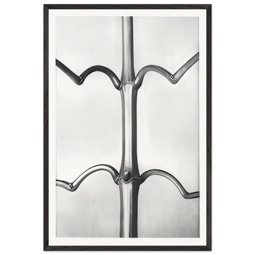 Art Forms in Nature 19 by Karl Blossfeldt, framed poster