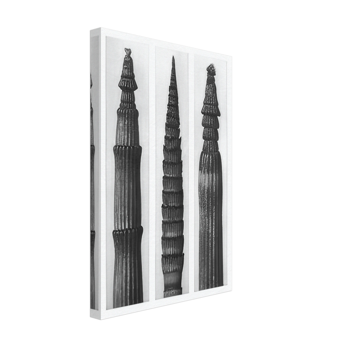 Art Forms in Nature 2 by Karl Blossfeldt, canvas, view 2