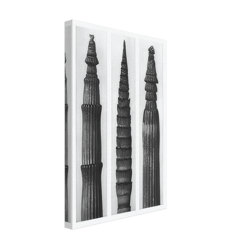 Art Forms in Nature 2 by Karl Blossfeldt, canvas, view 2