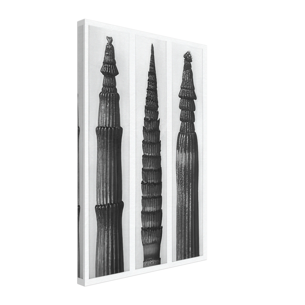 Art Forms in Nature 2 by Karl Blossfeldt, canvas