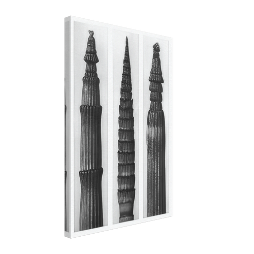 Art Forms in Nature 2 by Karl Blossfeldt, canvas