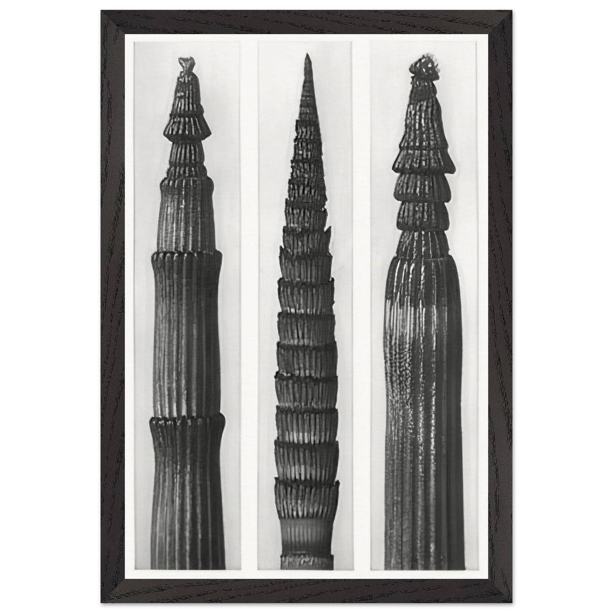 Art Forms in Nature 2 by Karl Blossfeldt, framed poster, view 2