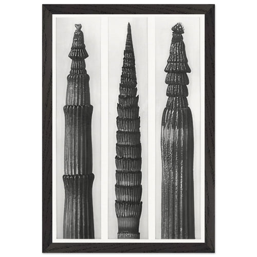 Art Forms in Nature 2 by Karl Blossfeldt, framed poster, view 2
