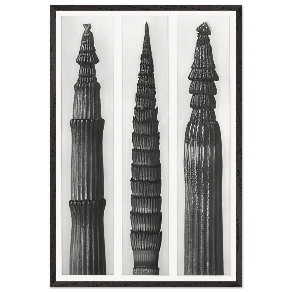Art Forms in Nature 2 by Karl Blossfeldt, framed poster
