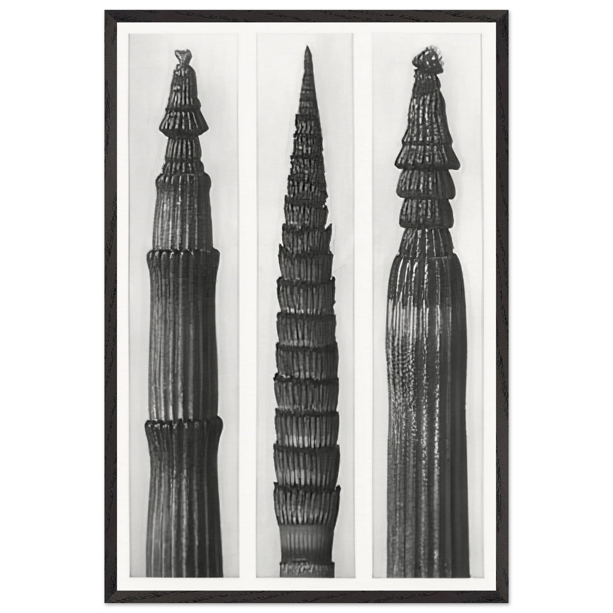 Art Forms in Nature 2 by Karl Blossfeldt, framed poster