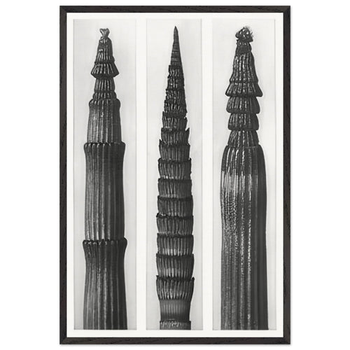 Art Forms in Nature 2 by Karl Blossfeldt, framed poster